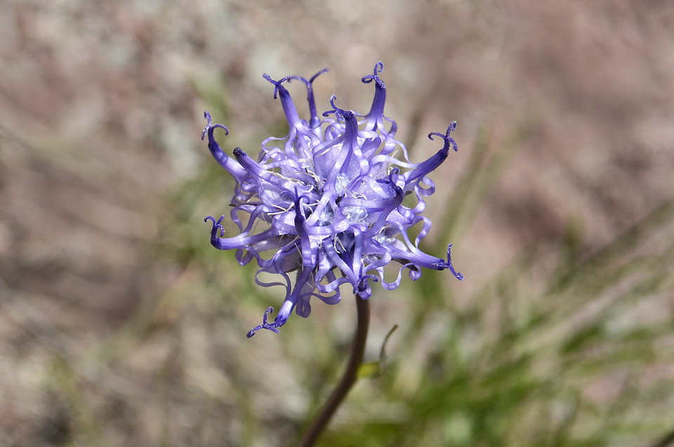 Phyteuma hemisphaericum / Raponzolo alpino